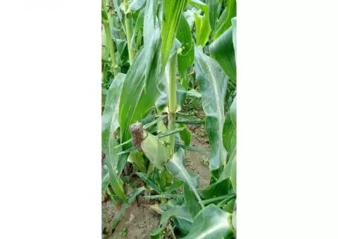 Fresh Triple Sweet Corn Coming Soon!