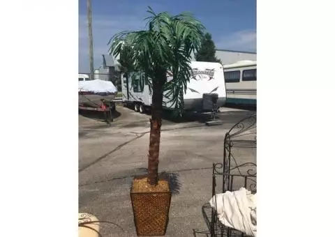 Decorative Tropical Trees