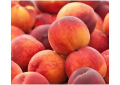 Palisade Colorado Peaches