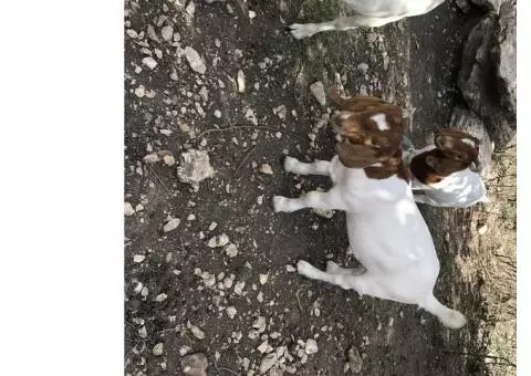 Boer Goats