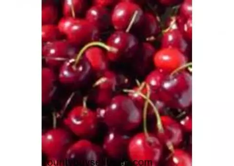 CHERRIES - CHERRIES - CHERRIES