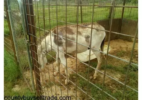 Free Miniature Donkey