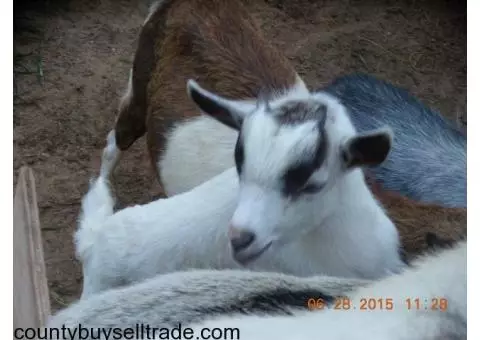 Young Pigmy Billy Goats