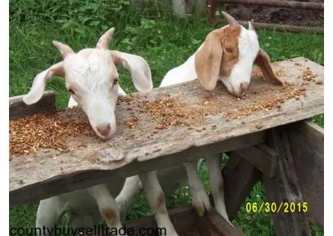 Dairy Goats