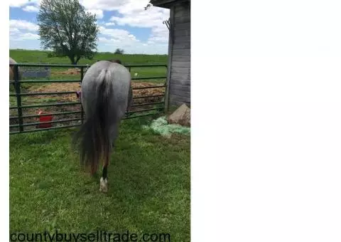 AQHA Filly